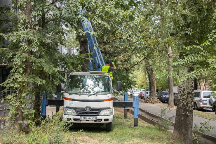 Алматыда бұтақ құлап, қайғылы оқиға болған жердегі ағаштарды кесіп жатыр