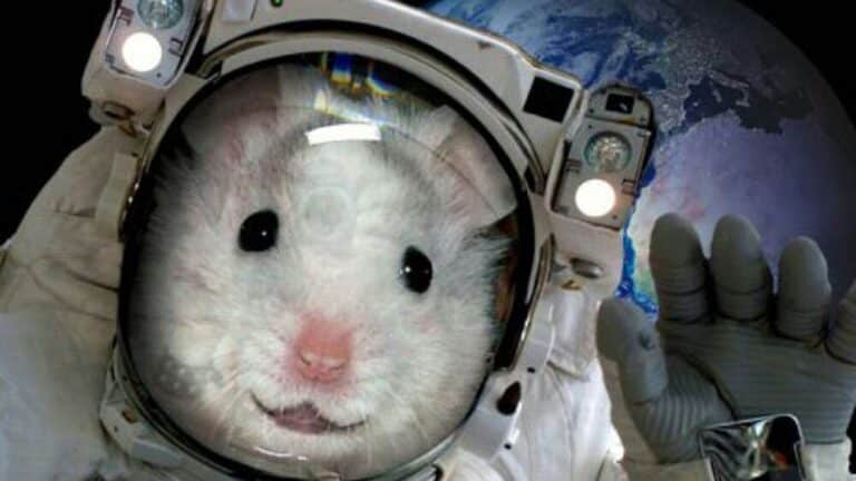 Ресей Байқоңырдан тышқандар мен шыбындарды ғарышқа ұшырмақ
