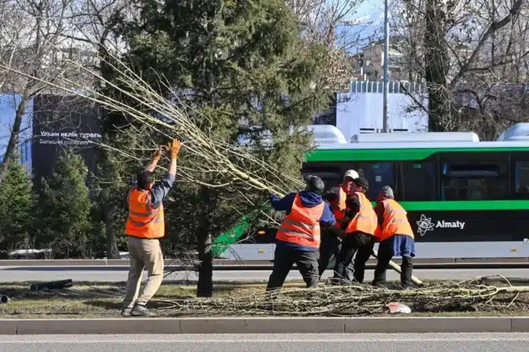 Семейде Қазақстанда өспейтін ағаштарды кесуге конкурс жарияланған