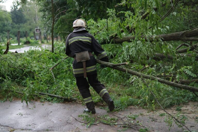 Алматы әкімдігі қызды басып қалған ағаш апатты жағдайда болмағанын айтады