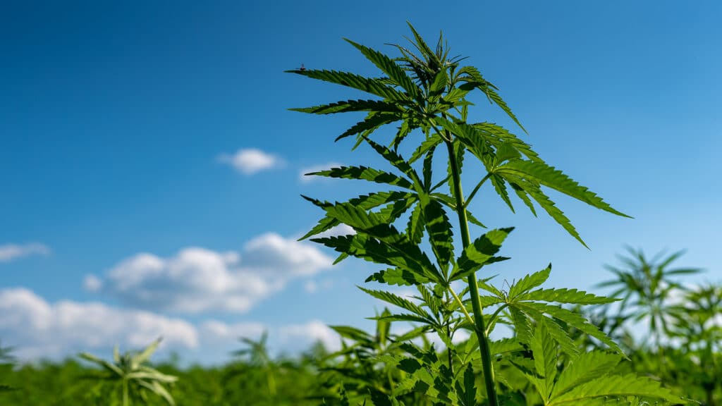 Китайцы заинтересованы в выращивании конопли в Казахстане