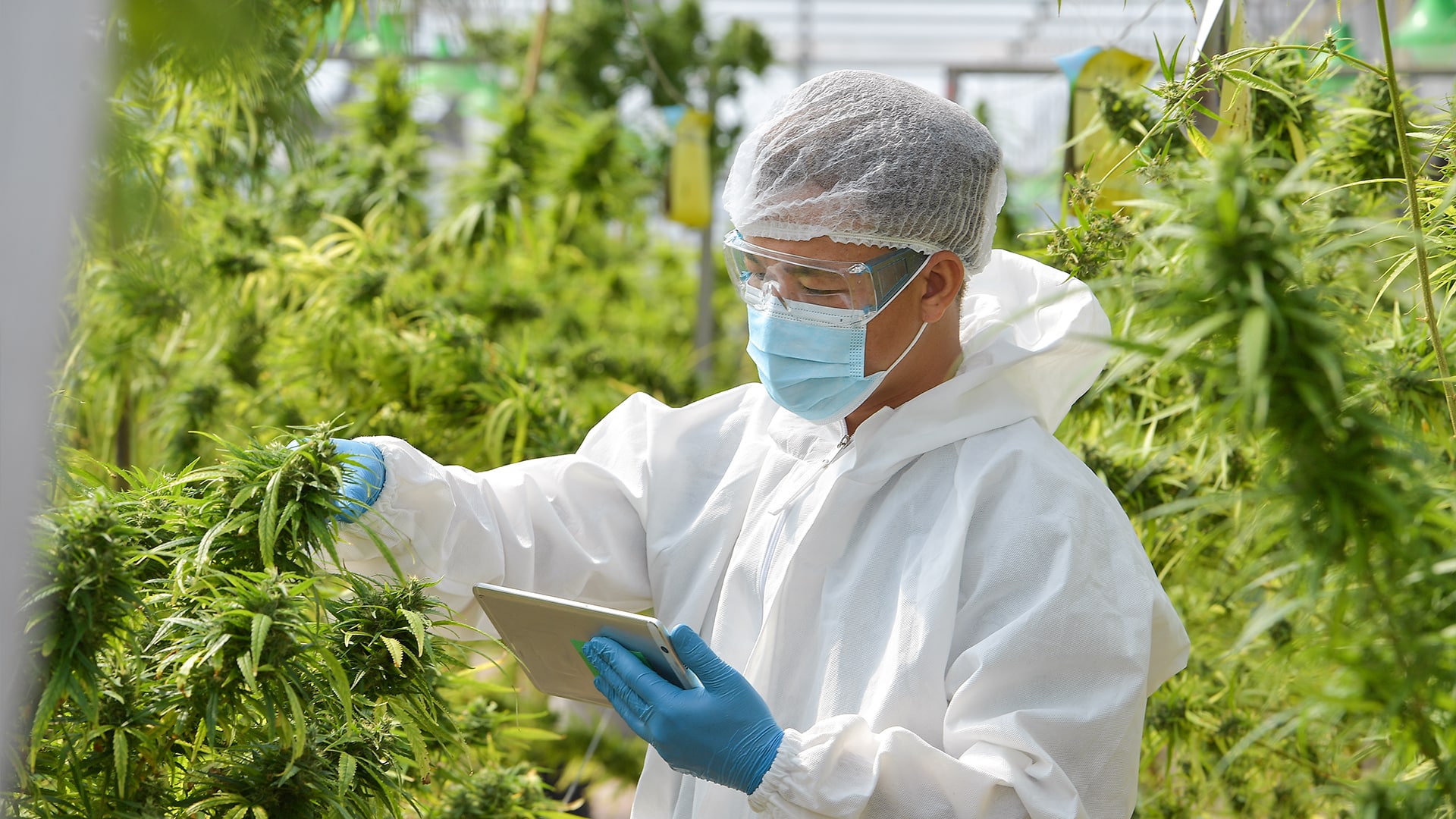 hemp, cannabis