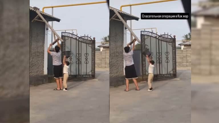 Мальчики спасли котенка с помощью лавочки и ведра и покорили Казнет