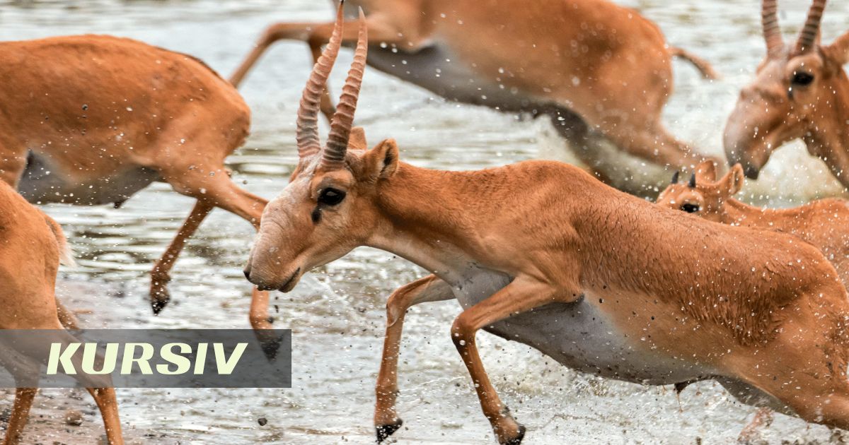 Эшектен ағып жатқан сперматозоидтың үлкен фотосы