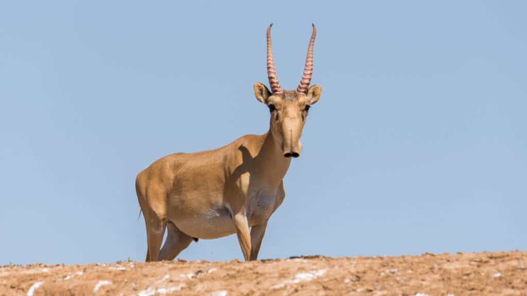 Отстреливать сайгаков в Актюбинской области просят аграрии