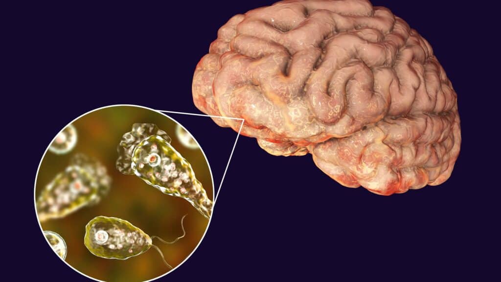 Naegleria fowleri - миды жеп қоятын қауіпті амеба / фото: shutterstock
