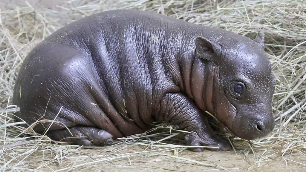 UK boosts breeding effort to protect endangered pygmy hippos
