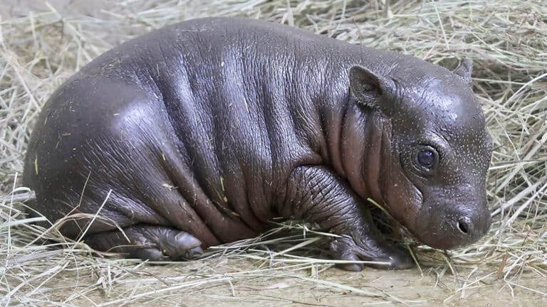 UK boosts breeding effort to protect endangered pygmy hippos