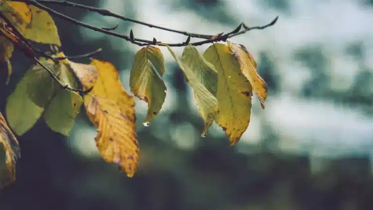 Жаңбыр, қар: алдағы үш тәуліктегі ауа райы