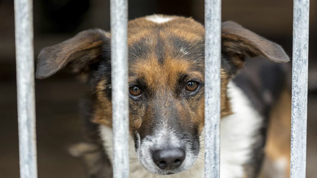 Полиция расследует нападение на приют для животных в Алматинской области