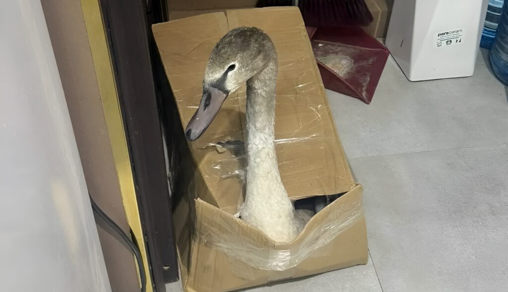 Блогер спас ослабленного лебедя с нефтяного месторождения в Актау