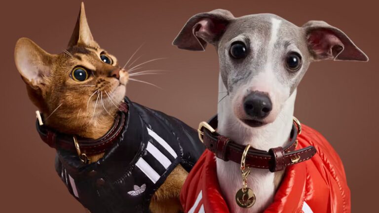 В adidas сшили ветровки и худи для домашних животных
