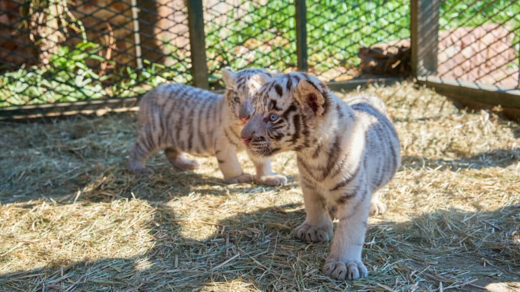 Фото: unsplash.com, бильд-редактор: Адэлина Мамедова