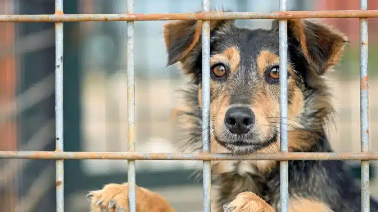 В Алматинской области расследуют нападение на приют для животных