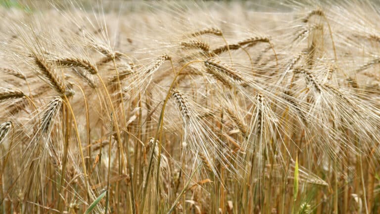 Минсельхоз рассказал о рекордном, но некачественном урожае в Казахстане