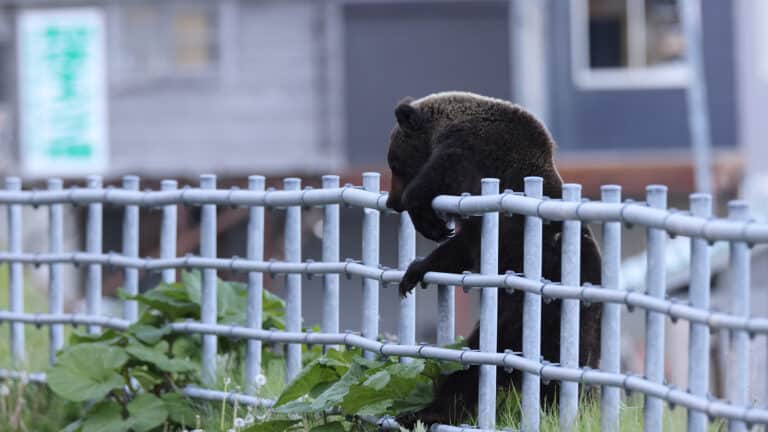 Japan reports record number of deaths and injuries from bear attacks