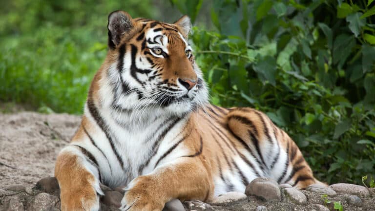 Четырех амурских тигров завезут в Казахстан из России в 2026 году