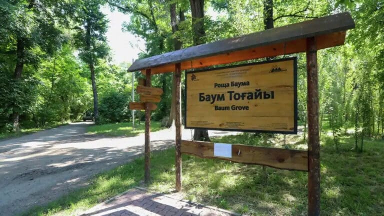 «Аварийные» деревья в роще Баума подозрительно ровно стоят в ряд