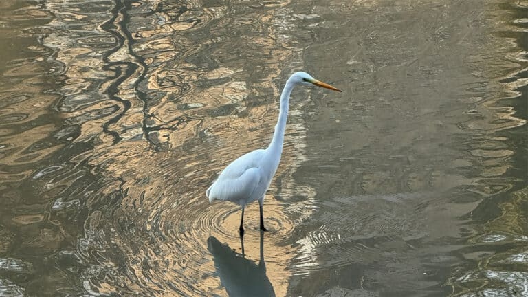 Зимующие пернатые гости снова облюбовали реку Есентай в Алматы