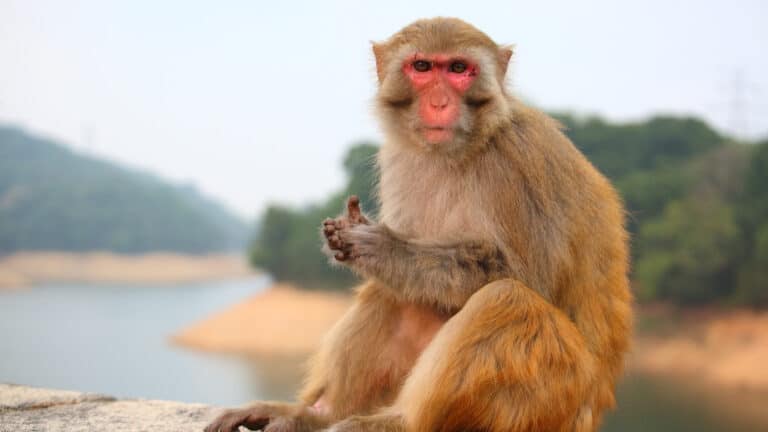 Mississippi woman shoots escaped monkey, citing concern for children’s safety