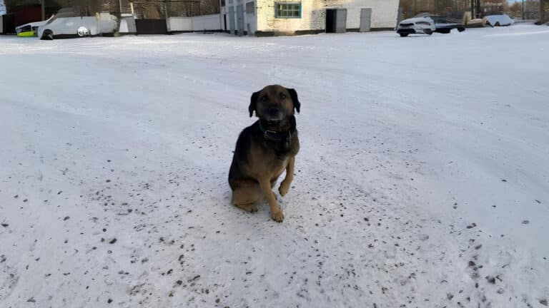 «Павлодарский Хатико» ждал своего хозяина из тюрьмы несколько лет