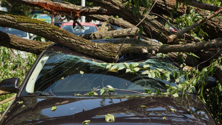 Разбитый деревом Hyundai восстановит акимат Тараза за свой счет