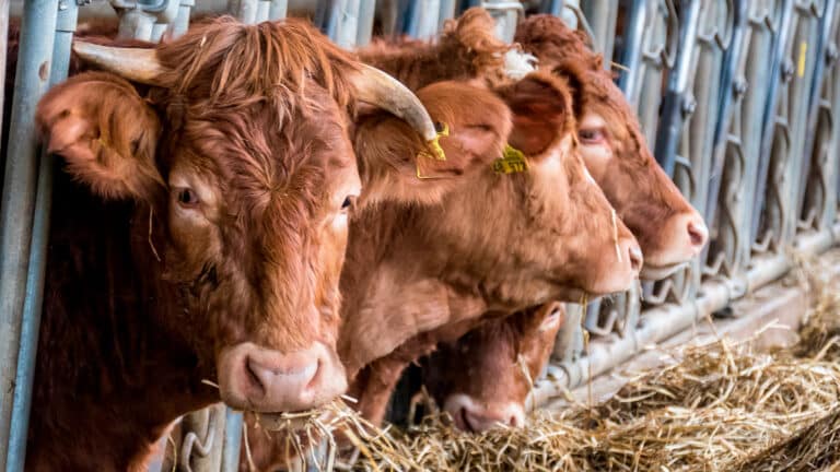 Запрет на вывоз бычков продлили до 2026 года на фоне дорогой говядины