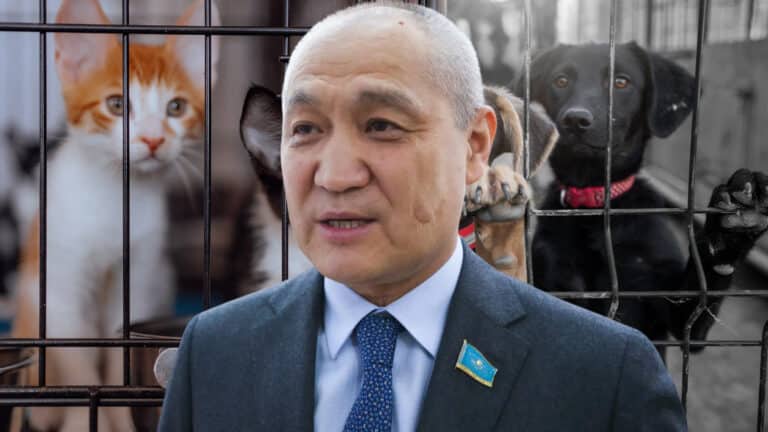 Жанбыршин выступил за эвтаназию животных в приютах вместо стерилизации