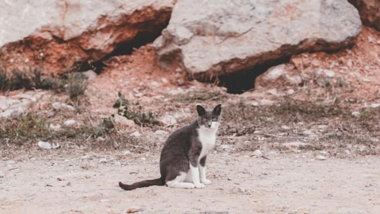 New Zealand to wipe out feral cats by 2050