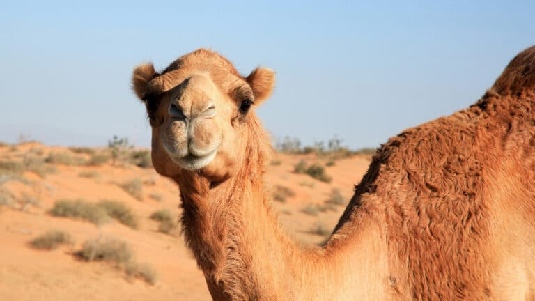 Казахстанцам будут платить до 175 тыс. тенге за покупку верблюдов