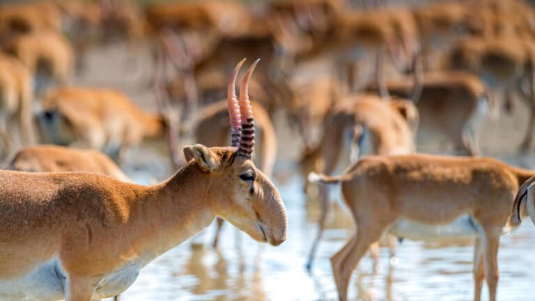 Мясо сайгаков будут продавать в супермаркетах Казахстана