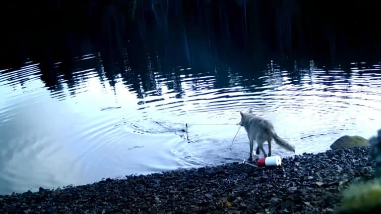 Wild wolf caught on camera pulling up crab trap for food