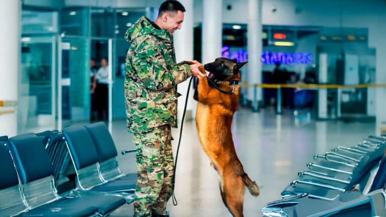 Овчарка-сапер из аэропорта Астаны очаровала пользователей Казнета