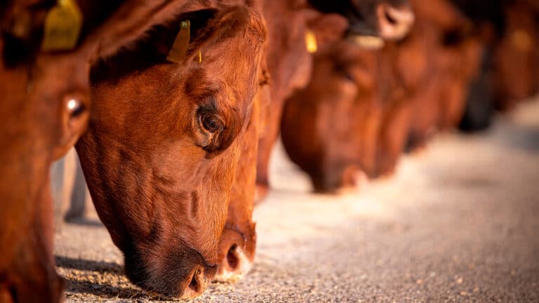 Токаев потребовал увеличить поголовье скота для экспорта