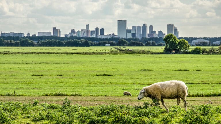 Фермерам Астаны, Алматы и Шымкента предоставят субсидии от государства