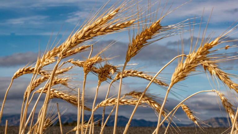 Казахстанское зерно массово уходит в Азербайджан