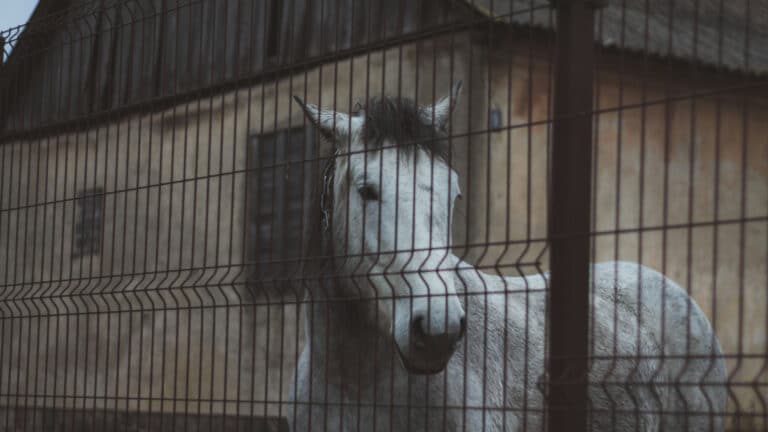 Конный клуб в Астане обвинили в жестоком обращении с животными