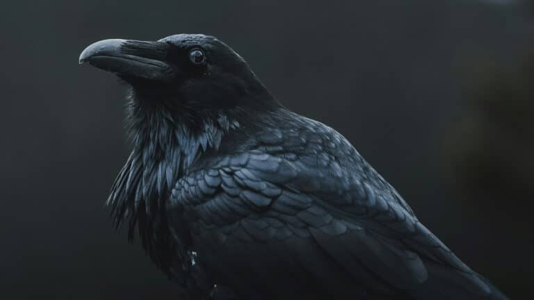 Дикие вороны помогают убирать улицы города в Швеции