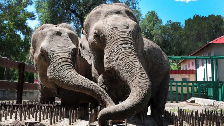 Алматинский зоопарк ждет масштабная реконструкция