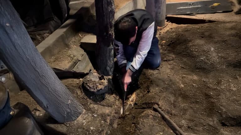 В Алматы заметили, как рабочие спиливают корни здоровых деревьев