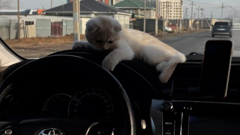 Котенок с таксистом покорил Казнет и сердца пассажиров