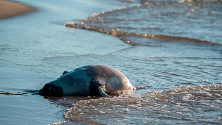 Берег Каспия усыпан мертвыми тюленями