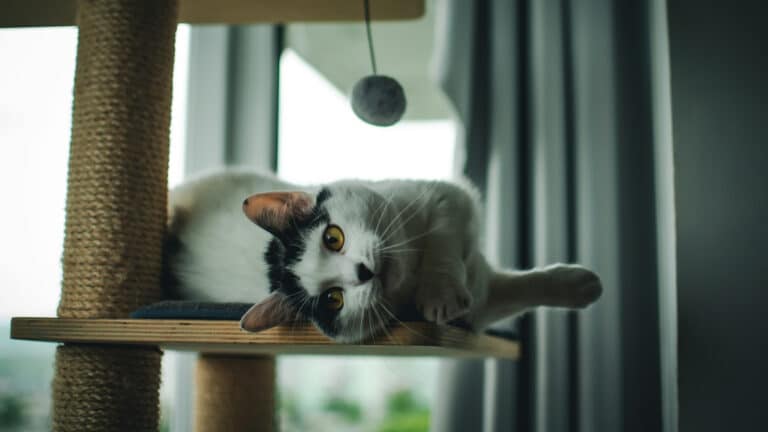 The late arrival of the house cat: New evidence shakes old beliefs