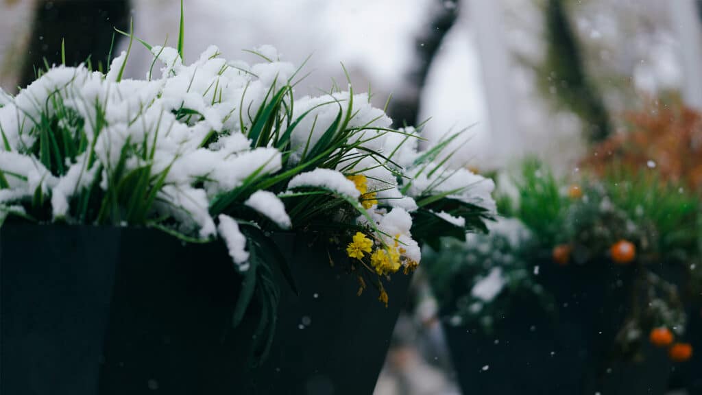 Первый снег в Алматы: город накрыло зимней тишиной