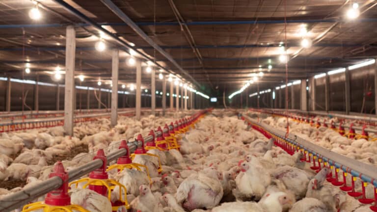 Компания Есенова и семьи Сейсембаевых открыла новую птицефабрику за 20 млрд тенге