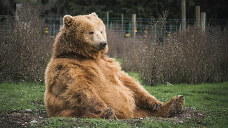 Japan deploys troops amid surge in bear attacks