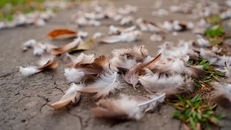 Мужчина потрошил диких уток в парке Астаны