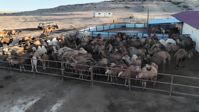 Экс-депутат открыл цех за 600 млн тенге, на котором будут доить верблюдов