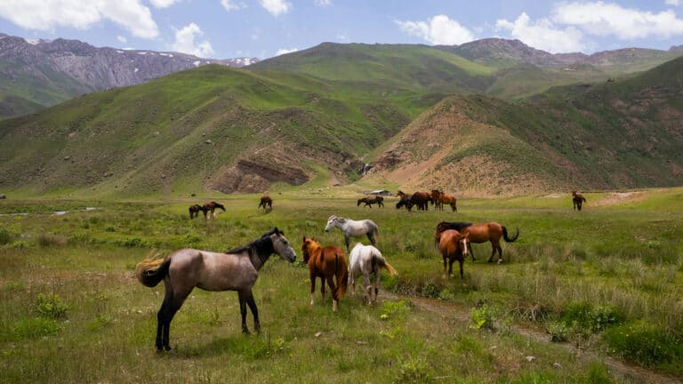 Казахстан будет продавать лошадей иностранцам