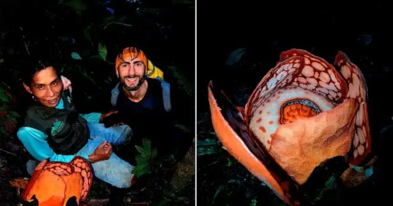 13 жыл бойы іздеген: орманда сирек гүл тапқан ғалым көзіне жас алды